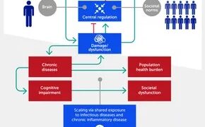 Un mapa inflamatorio multiescala: vinculando el estrés individual con la disfunción social