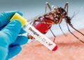 Científicos argentinos descubrieron que el dengue, el Zika y la fiebre amarilla comparten el mismo mecanismo de replicación