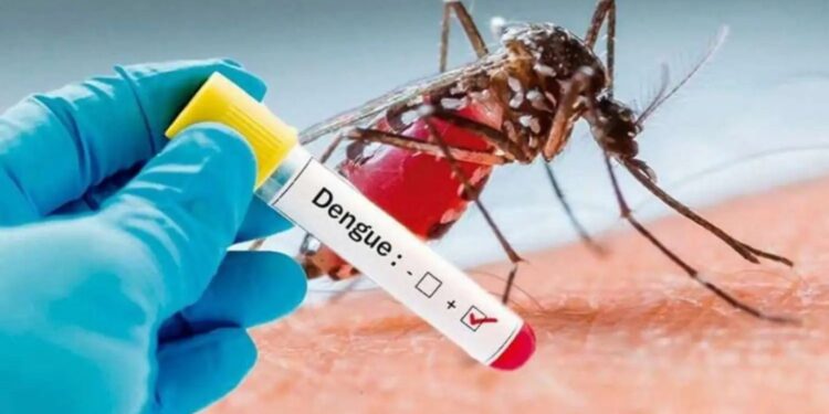 Científicos argentinos descubrieron que el dengue, el Zika y la fiebre amarilla comparten el mismo mecanismo de replicación