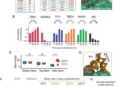 El promotor de ARN para la replicación de los ortoflavivirus patógenos es universal y sirve como objetivo para la inhibición viral.