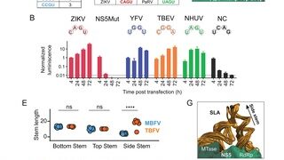 El promotor de ARN para la replicación de los ortoflavivirus patógenos es universal y sirve como objetivo para la inhibición viral.