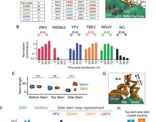 El promotor de ARN para la replicación de los ortoflavivirus patógenos es universal y sirve como objetivo para la inhibición viral.