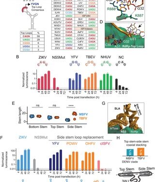 El promotor de ARN para la replicación de los ortoflavivirus patógenos es universal y sirve como objetivo para la inhibición viral.