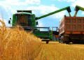 La aprobación del trigo transgénico en EE. UU. amenaza el sustento de los agricultores y la salud pública – Nuevo informe