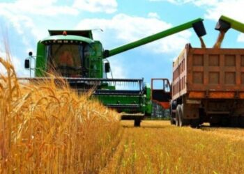 La aprobación del trigo transgénico en EE. UU. amenaza el sustento de los agricultores y la salud pública – Nuevo informe