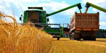 La aprobación del trigo transgénico en EE. UU. amenaza el sustento de los agricultores y la salud pública – Nuevo informe