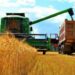 La aprobación del trigo transgénico en EE. UU. amenaza el sustento de los agricultores y la salud pública – Nuevo informe