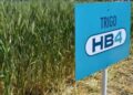 Polémica en el agro: aseguran que el trigo transgénico argentino es un “fracaso” y al final no resiste la sequía