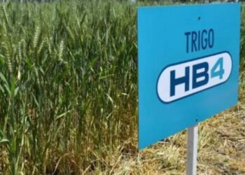 Polémica en el agro: aseguran que el trigo transgénico argentino es un “fracaso” y al final no resiste la sequía