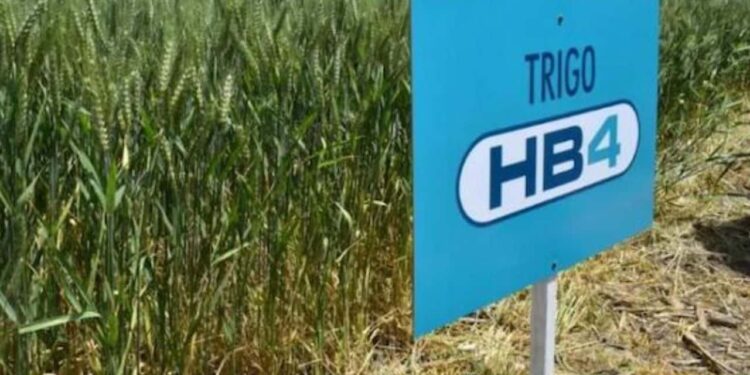 Polémica en el agro: aseguran que el trigo transgénico argentino es un “fracaso” y al final no resiste la sequía