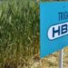 Polémica en el agro: aseguran que el trigo transgénico argentino es un “fracaso” y al final no resiste la sequía