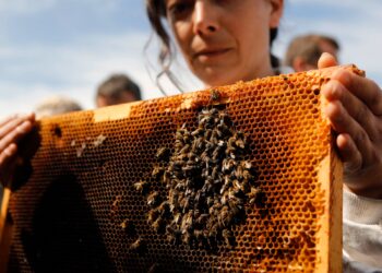 «Escandaloso, irracional e irresponsable»: la furia de los apicultores franceses ante el levantamiento de la prohibición de los pesticidas.