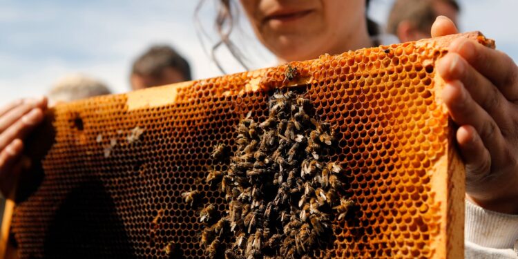«Escandaloso, irracional e irresponsable»: la furia de los apicultores franceses ante el levantamiento de la prohibición de los pesticidas.