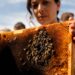 «Escandaloso, irracional e irresponsable»: la furia de los apicultores franceses ante el levantamiento de la prohibición de los pesticidas.