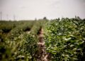 La agencia medioambiental estadounidense permitió a Bayer elegir las regulaciones para su destructivo herbicida, según muestran los documentos.