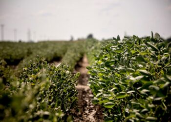 La agencia medioambiental estadounidense permitió a Bayer elegir las regulaciones para su destructivo herbicida, según muestran los documentos.