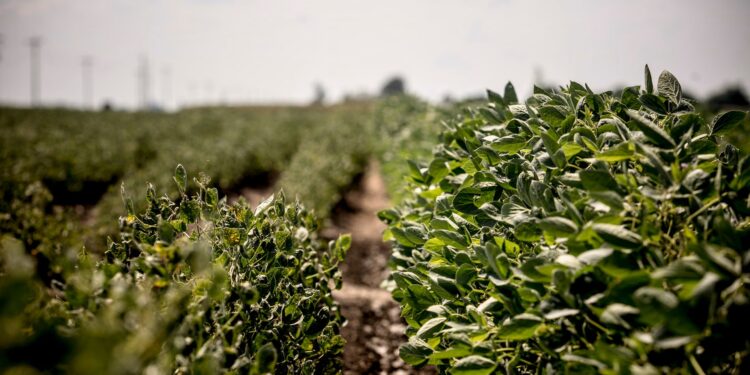 La agencia medioambiental estadounidense permitió a Bayer elegir las regulaciones para su destructivo herbicida, según muestran los documentos.