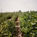 La agencia medioambiental estadounidense permitió a Bayer elegir las regulaciones para su destructivo herbicida, según muestran los documentos.